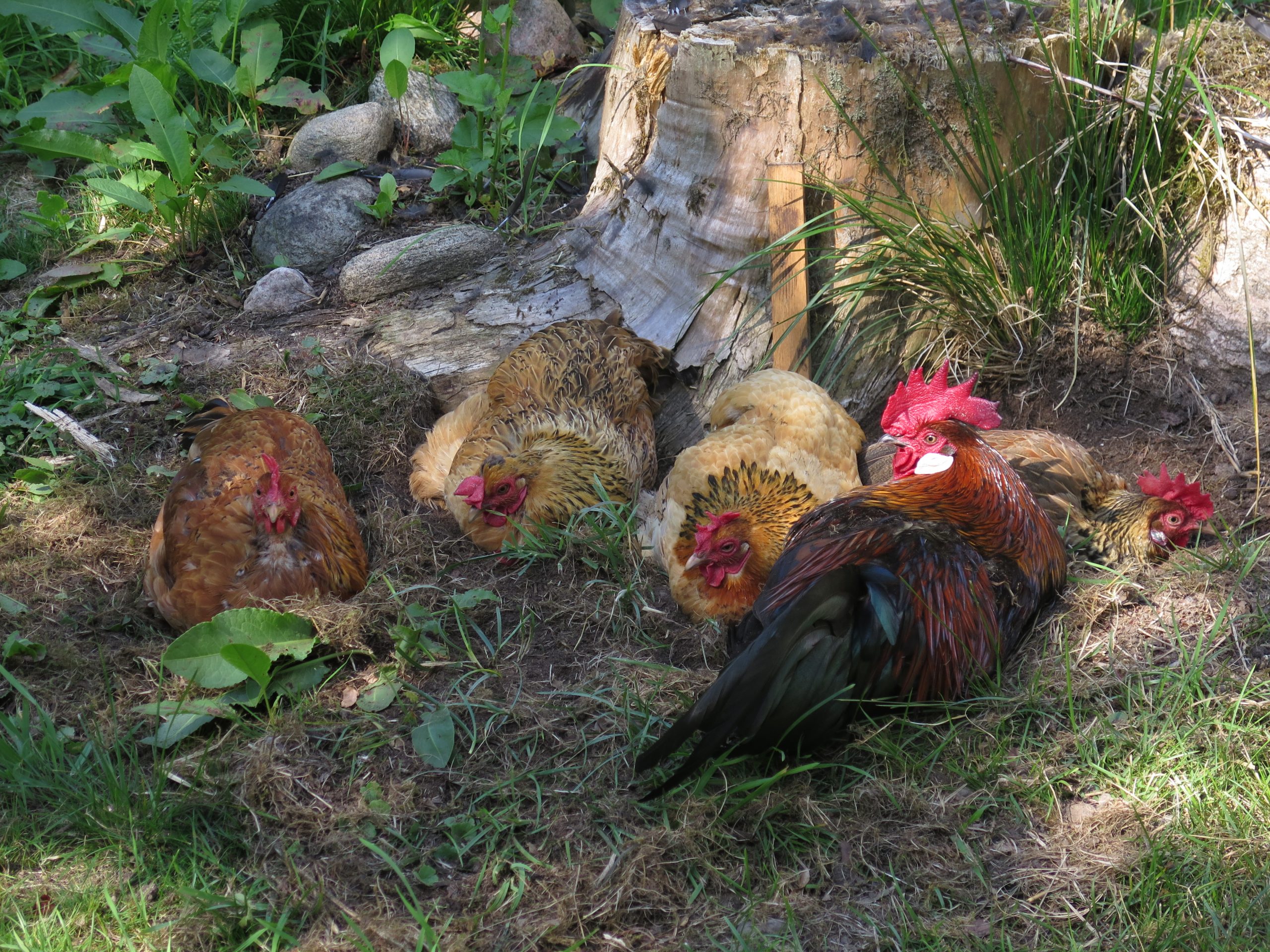 Hens and a roster relaxing in the garden